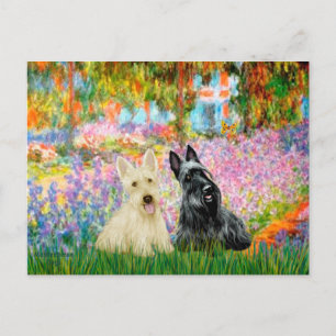 Scottish Terrier (twee BW) - Tuin Briefkaart