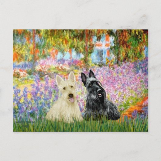 Scottish Terrier (twee BW) - Tuin Briefkaart (Voorkant)