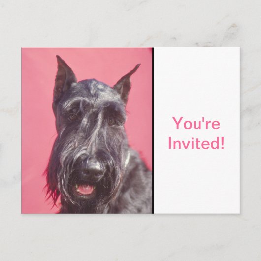 Scottish Terrier Uitnodiging Briefkaart (Voorkant)