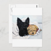 Scottish Terrier & Yorkie Best Friends Briefkaart (Voorkant / Achterkant)