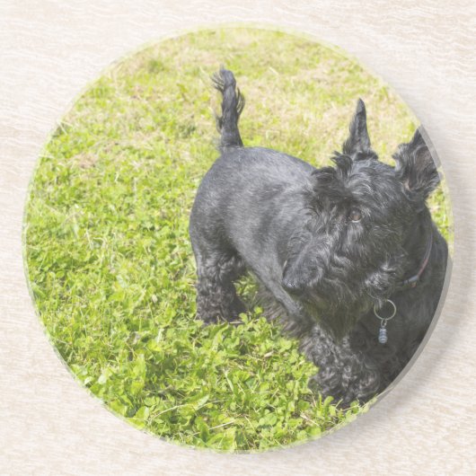 Scottish Terrier Zandsteen Onderzetter (Voorkant)