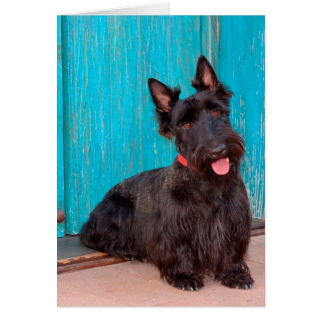 Scottish Terrier zit langs een kleurrijke deur (Voorkant)