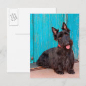 Scottish Terrier zit langs een kleurrijke deur Briefkaart (Voorkant / Achterkant)