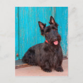 Scottish Terrier zit langs een kleurrijke deur Briefkaart (Voorkant)