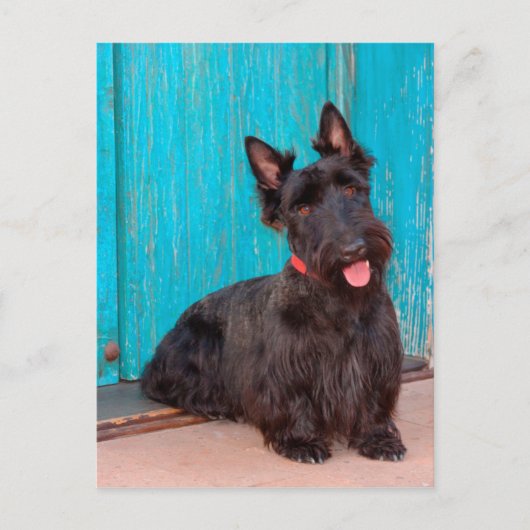 Scottish Terrier zit langs een kleurrijke deur Briefkaart (Voorkant)