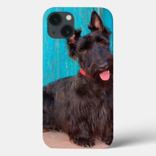 Scottish Terrier zit langs een kleurrijke deur Case-Mate iPhone Case