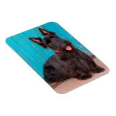 Scottish Terrier zit langs een kleurrijke deur Magneet (Rechterzijde)
