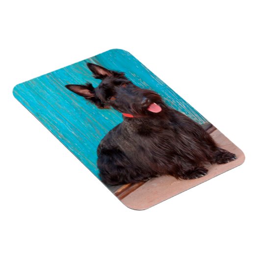 Scottish Terrier zit langs een kleurrijke deur Magneet (Rechterzijde)