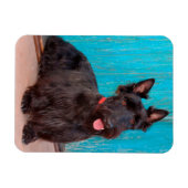 Scottish Terrier zit langs een kleurrijke deur Magneet (Horizontaal)