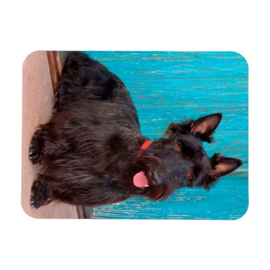 Scottish Terrier zit langs een kleurrijke deur Magneet (Horizontaal)