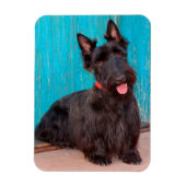 Scottish Terrier zit langs een kleurrijke deur Magneet (Verticaal)