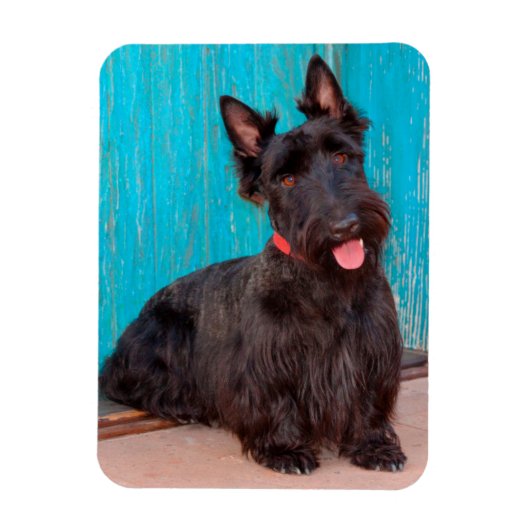 Scottish Terrier zit langs een kleurrijke deur Magneet (Verticaal)