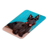 Scottish Terrier zit langs een kleurrijke deur Magneet (Linkerzijde)