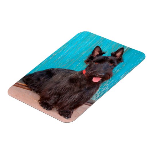 Scottish Terrier zit langs een kleurrijke deur Magneet (Linkerzijde)