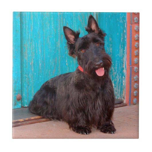 Scottish Terrier zit langs een kleurrijke deur Tegeltje (Voorkant)