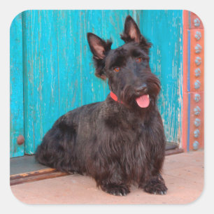 Scottish Terrier zit langs een kleurrijke deur Vierkante Sticker