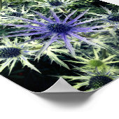 Scottish Thistle Art Print (Hoek)