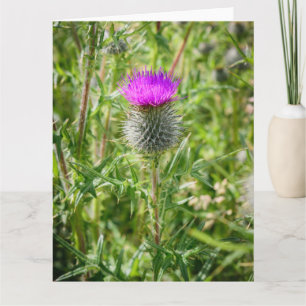 Scottish Thistle Bedankkaart