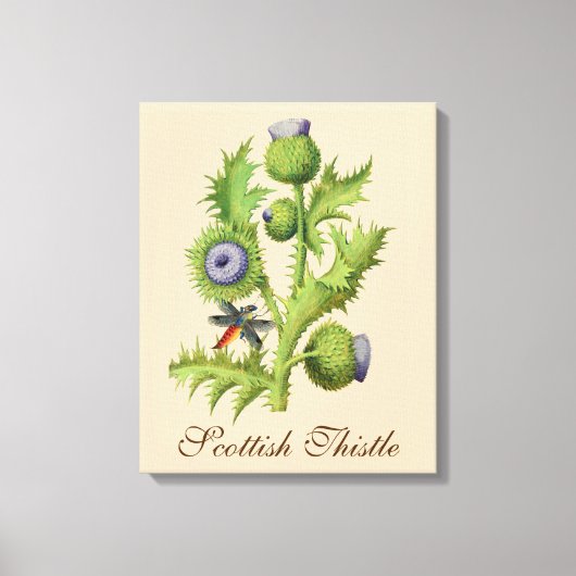 Scottish Thistle Botanical Canvas Afdruk (Voorkant)
