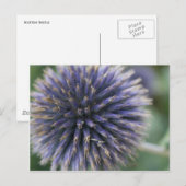 Scottish Thistle Briefkaart (Voorkant / Achterkant)