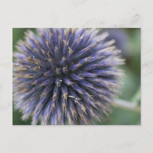 Scottish Thistle Briefkaart (Voorkant)