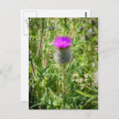 Scottish Thistle Briefkaart (Voorkant / Achterkant)