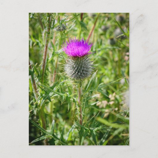 Scottish Thistle Briefkaart (Voorkant)