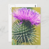 Scottish Thistle Briefkaart (Voorkant / Achterkant)