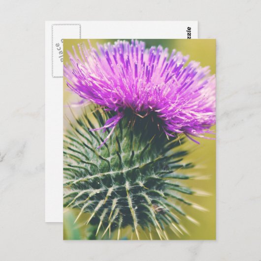 Scottish Thistle Briefkaart (Voorkant / Achterkant)