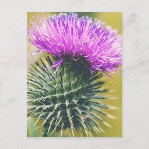 Scottish Thistle Briefkaart