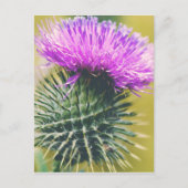 Scottish Thistle Briefkaart (Voorkant)