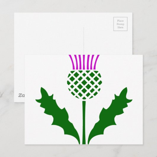 Scottish Thistle Briefkaart (Voorkant / Achterkant)