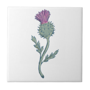 Scottish Thistle Drawing Tegeltje