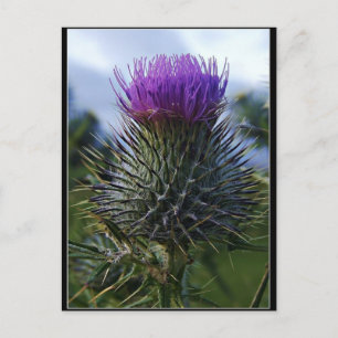 Scottish Thistle Fine Art fotografie Briefkaart
