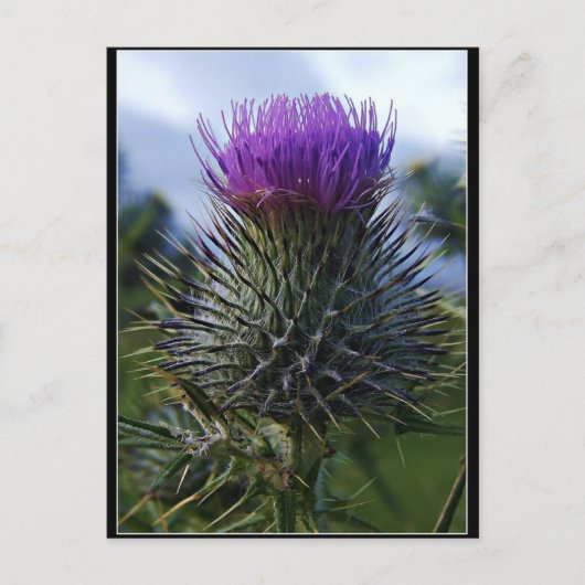 Scottish Thistle Fine Art fotografie Briefkaart (Voorkant)