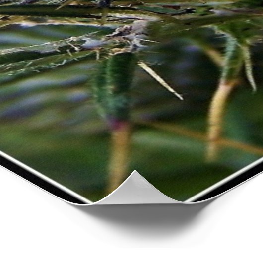 Scottish Thistle Fine Art fotografie Poster (Hoek)
