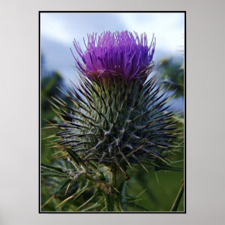 Scottish Thistle Fine Art fotografie Poster