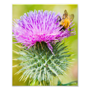 Scottish Thistle Foto Afdruk