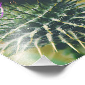 Scottish Thistle Foto Afdruk (Hoek)