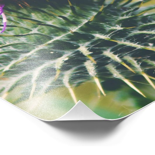 Scottish Thistle Foto Afdruk (Hoek)