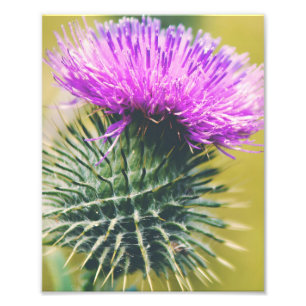 Scottish Thistle Foto Afdruk
