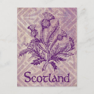 Scottish Thistle Paars Celtic Knot Briefkaart