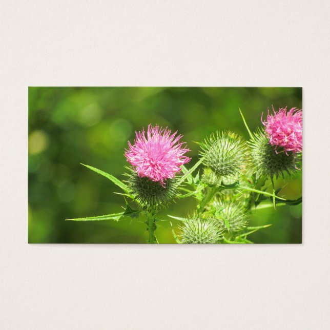Scottish Thistle Visitekaartjes (Voorkant)