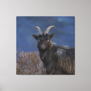 Scottish Wild Goat Canvas Afdruk