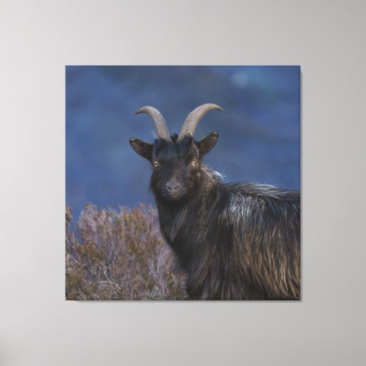 Scottish Wild Goat Canvas Afdruk (Voorkant)