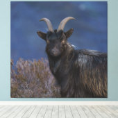 Scottish Wild Goat Canvas Afdruk (Insitu (Houten vloer))