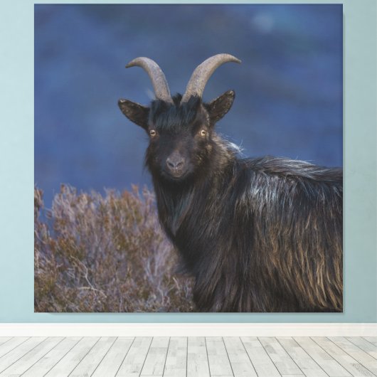 Scottish Wild Goat Canvas Afdruk (Insitu (Houten vloer))