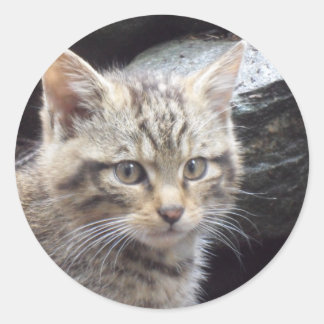 Scottish Wildcat Ronde Sticker