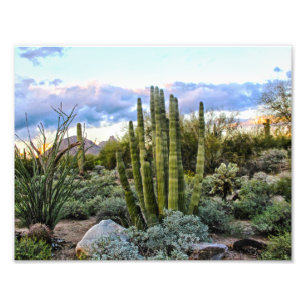 Scottsdale Succulent Sunset Foto Afdruk