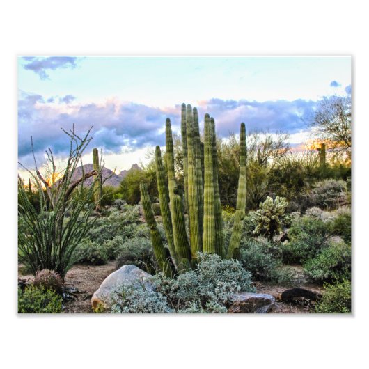 Scottsdale Succulent Sunset Foto Afdruk (Voorkant)